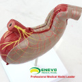 STOMACH02(12535) Human Digestive System Model Medical Science Stomach Anatomy